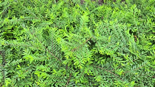 Salix babylonica Linn was blown by the wind, its branches fluttering in the breeze. Myrtle-leaf leaf-flower is low shrub. Spreads branches flat on ground. Mousetail plant leaves have pointed tip
