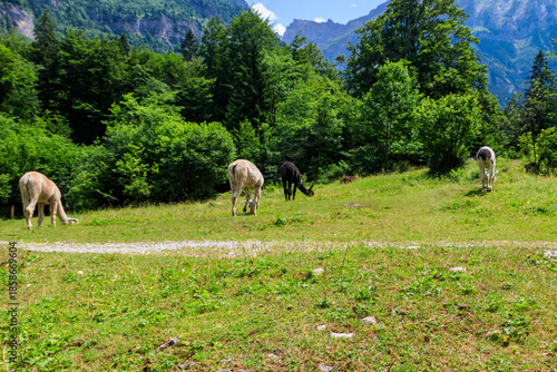 Wallpaper Mural Group of alpacas grazing in green alpine meadow in Switzerland Torontodigital.ca