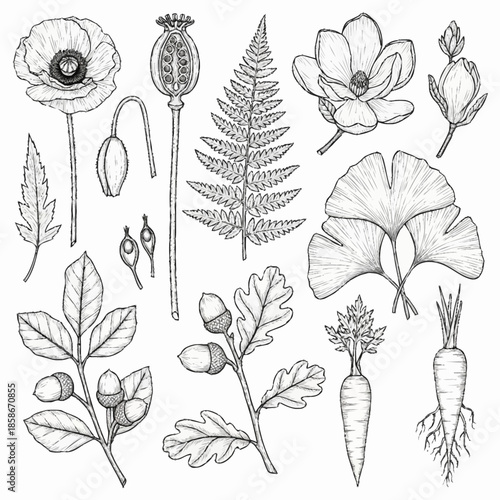 Detailed botanical illustrations of various plants and flowers.