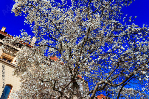 Wallpaper Mural Beautiful blooming white magnolia tree in park Torontodigital.ca