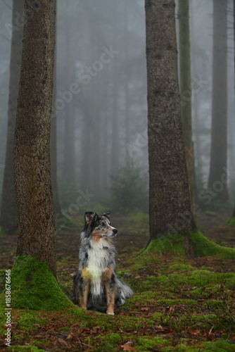 Schöner bunter Hund im nebeligen Winterwald