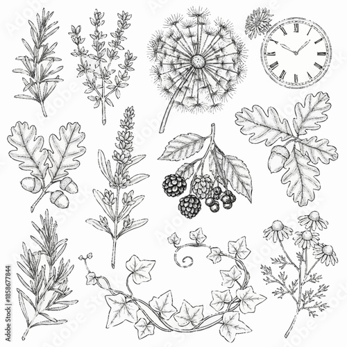 Hand drawn botanical illustrations of various plants and flowers with clock.