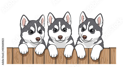 Three adorable grey and white Siberian Husky puppies peer curiously over a wooden fence in a charming group pet portrait.