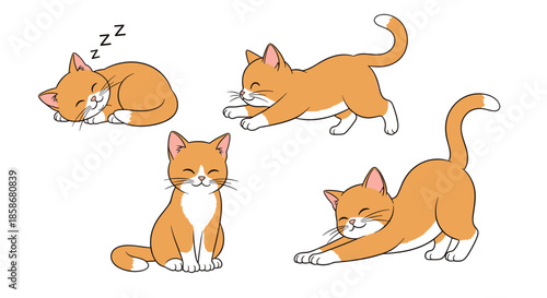 Sweet collection of an orange and white tabby kitten shown in various natural poses including sleeping, stretching, and sitting.