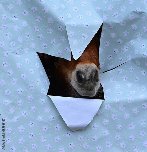 Süßes Shetland Pony steckt seinen Kopf durch weihnachtliches Geschenkpapier