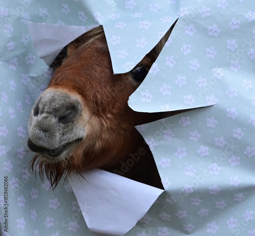 Süßes Shetland Pony steckt seinen Kopf durch weihnachtliches Geschenkpapier