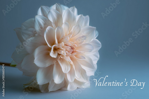 Romantic Dahlia Valentine. Close-up of a pale pink dahlia flower. Ideal for Valentine's Day or romantic designs.