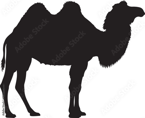 Tableau sur toile Bactrian Camel Silhouett