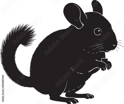 Chinchilla Silhouette