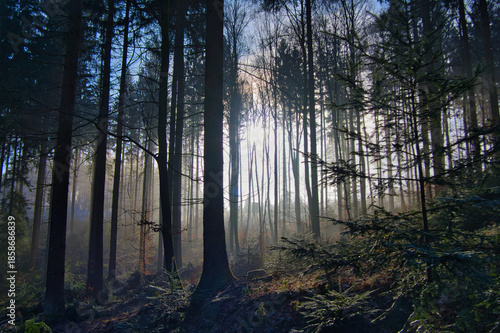 Mystischer Schwarzwald