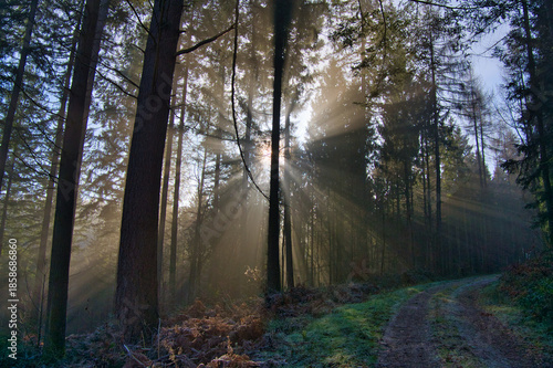 Mystischer Schwarzwald