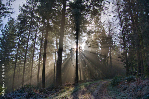 Mystischer Schwarzwald