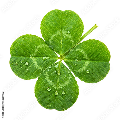 Four-leaf clover isolated on transparent background.