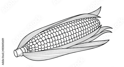 Intricate black and white line drawing of a ripe ear of corn partially enclosed in its leafy green husks with detailed kernels.