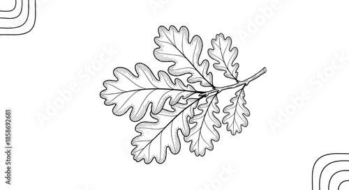 Branch of oak tree with several lobed leaves illustrated in a detailed black and white sketch style for nature or forest themes.