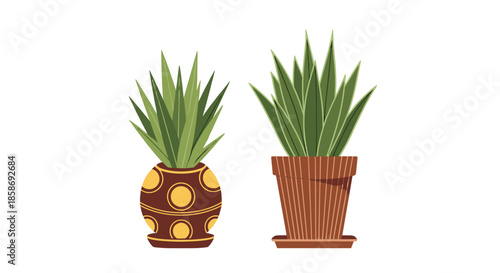 Two indoor succulent plants with long green spiked leaves in decorative ceramic pots isolated on a plain white background.