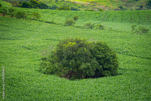 Native tree, isolated amidst a field of genetically modified corn, on a small rural property in the municipality of Guarani, state of Minas Gerais, Brazil.