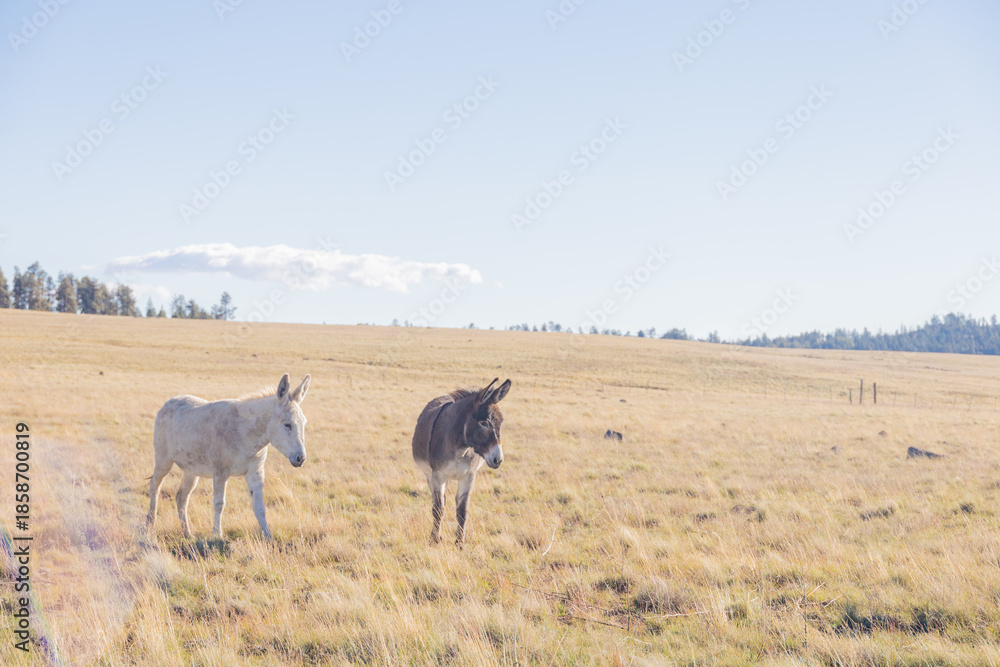 Obraz premium Grazing Donkey's