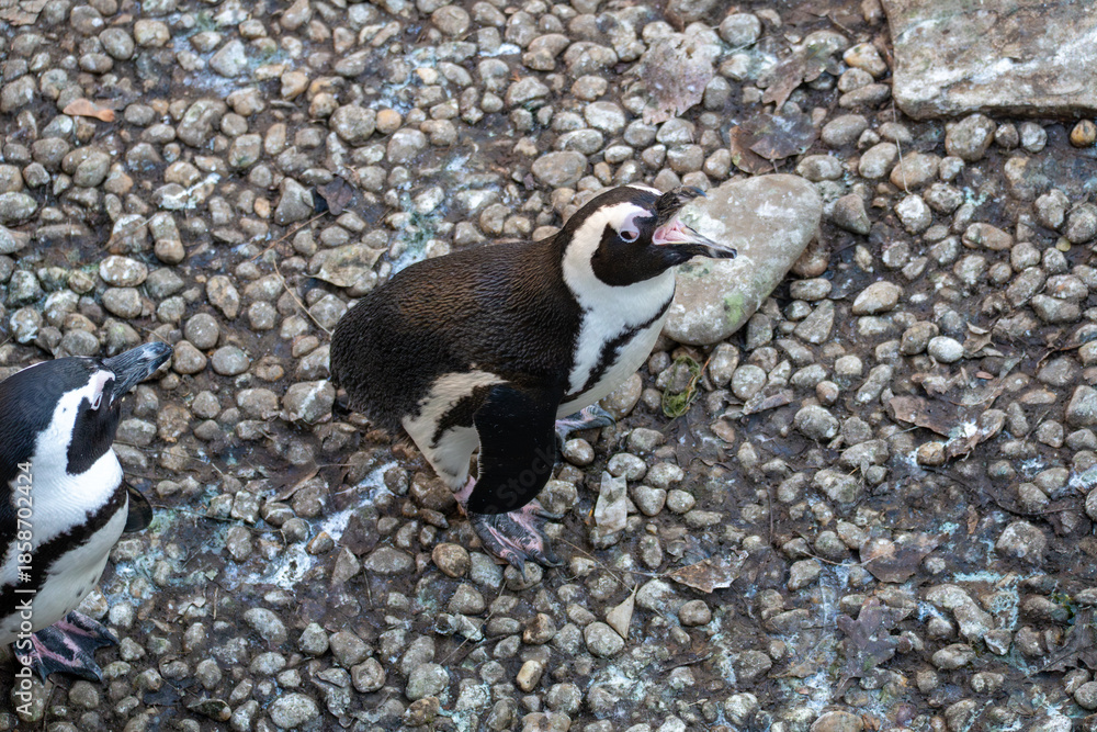 Fototapeta premium Two African penguins standing on rocky ground in a zoo or wildlife park. Overhead view captures natural behavior, black and white plumage, and textured stone background.