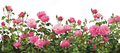 Lush Pink Rose Bushes