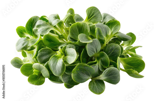 Close-up of fresh, vibrant green leafy greens.  A cluster of tightly packed, delicate leaves, exhibiting a lush texture