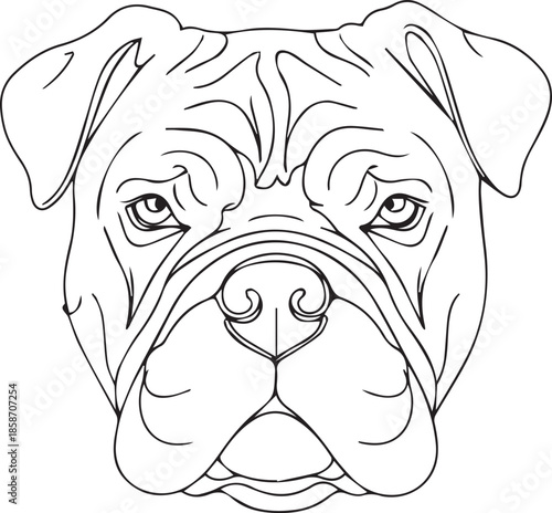 Bulldog face line drawing