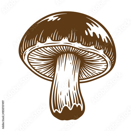 Vintage Brown mushroom with white stem and gills on transparent background