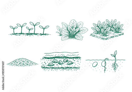 Planting Spinach Hand Drawn Illustration Vector by AZ for Books, Arts, Design and Decoration Graphic Asset