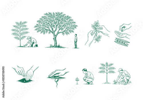 Planting Moringa Oliefera Hand Drawn Illustration Vector by AZ for Books, Arts, Design and Decoration Graphic Asset