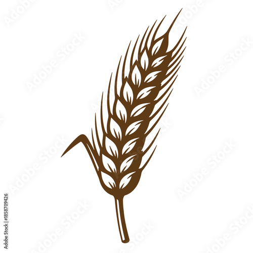 Vintage Brown wheat ear illustration on white background for food and agriculture designs