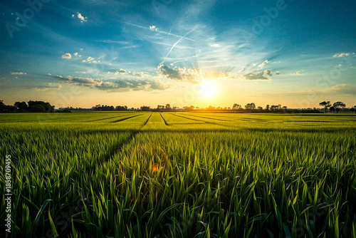 Beautiful sunrise over green agricultural field with crop rows, vibrant sky and sun rays, rural farmland landscape, sustainable farming and nature background