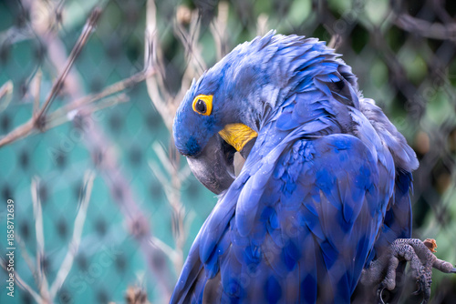 Close-up portrait of a blue hyacinth macaw perched on a branch. Vibrant blue feathers, yellow eye ring, and curved beak stand out against a soft, natural background.