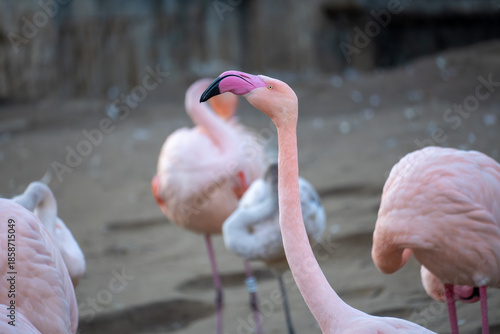 Elegant pink flamingo standing among other flamingos in a natural zoo setting. Close-up highlights the long curved neck, black-tipped beak, soft feathers, and calm wildlife atmosphere.