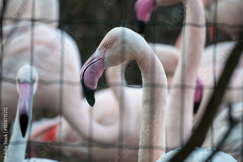 Elegant pink flamingo standing among other flamingos in a natural zoo setting