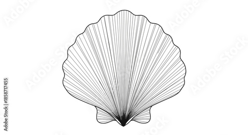 Precise black and white line art of a single fan-shaped scallop shell showing its distinctive radiating ridges and symmetrical coastal form.