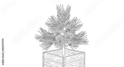 Young pine tree planted inside a rustic wooden crate grows steadily in an outdoor setting for natural home or garden terrace decoration.