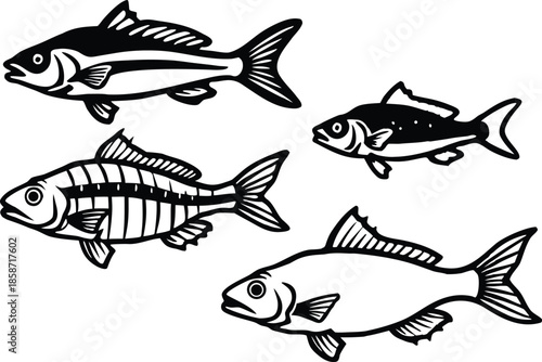 Four different fish species illustration isolated on transparent background