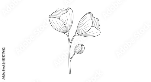 Delicate black and white line art illustration of a flowering branch with two open blossoms and one small bud.