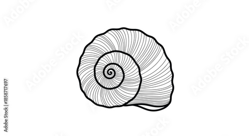 Detailed black and white line art illustration of a spiral seashell showing intricate organic patterns and textures.