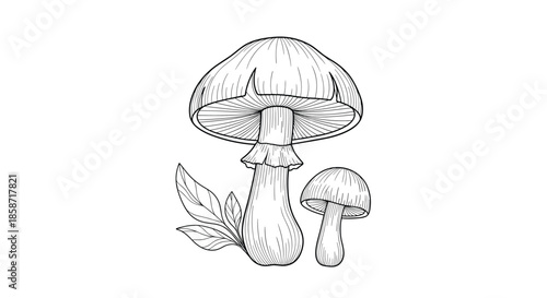 Detailed black and white botanical illustration of mushrooms and leaves for scientific and artistic nature studies.