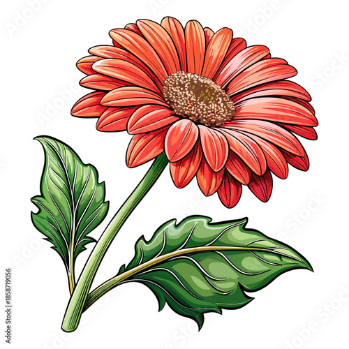 Orange Red Gerbera Daisy Flower with Green Leaves and Stem Botanical Illustration