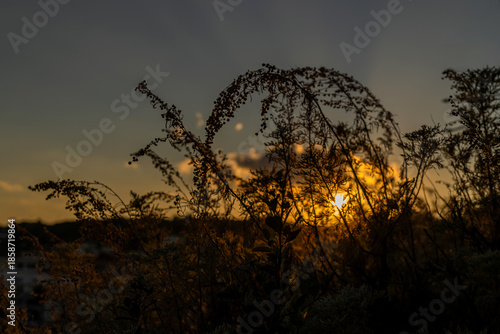 Silhouettes of wild plants and grasses against a glowing sunset sky. Warm golden hour light creates a calm and atmospheric scene with soft bokeh highlights. Concept of nature, tranquility, mindfulness