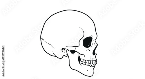 Realistic side profile drawing of a human skull showing detailed anatomy of the cranium, jaw, and teeth in black and white.