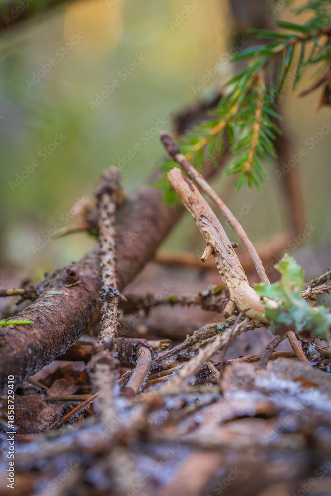Fototapeta premium Fallen branches and pine needles on forest ground