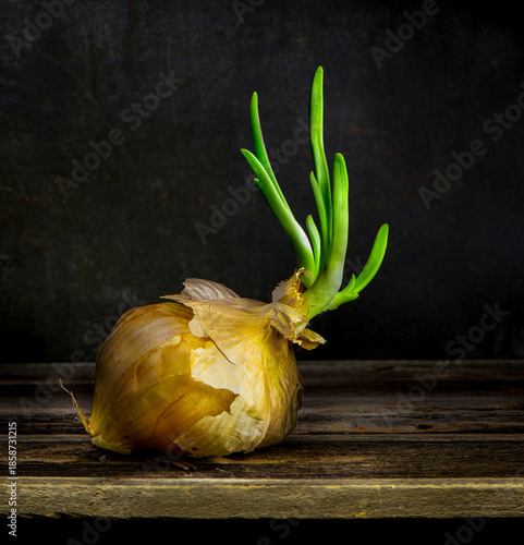 Onion that has remained too long on the shelf and has sprouted leaves.