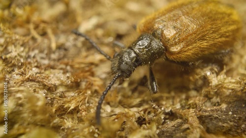Close-up of the rough-haired lagria beetle (Lagria hirta), a dark-colored beetle known for its soft, velvety appearance, found across Europe and Asia in diverse