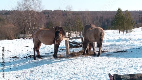 Wallpaper Mural winter village with horses sleigh rides hay Torontodigital.ca