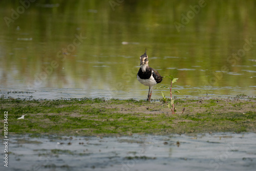 Quadro em tela Northern lapwing adult male portrait walking in an European wetland with beautif