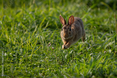 Jump of eastern cottontail (Sylvilagus floridanus), a species of rabbit in the family Leporidae. Known for its distinctive fluffy white tail, it inhabits open fields, meadows, and brushy areas