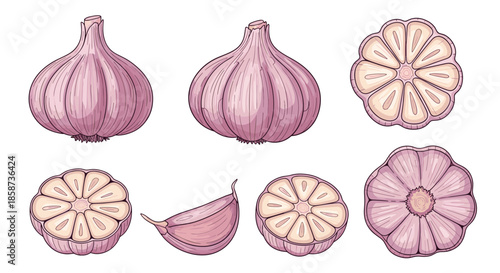 Colorful illustration of purple garlic bulbs with cross sections and a peeled clove displayed in a neat grid for culinary use and food styling.